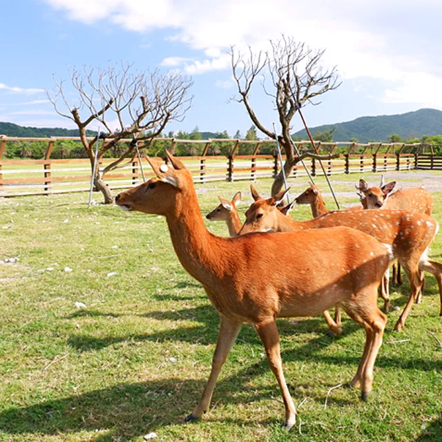 花蓮2日遊 花蓮輕旅行像極了愛情2日遊 11 12月出發 Momo購物網