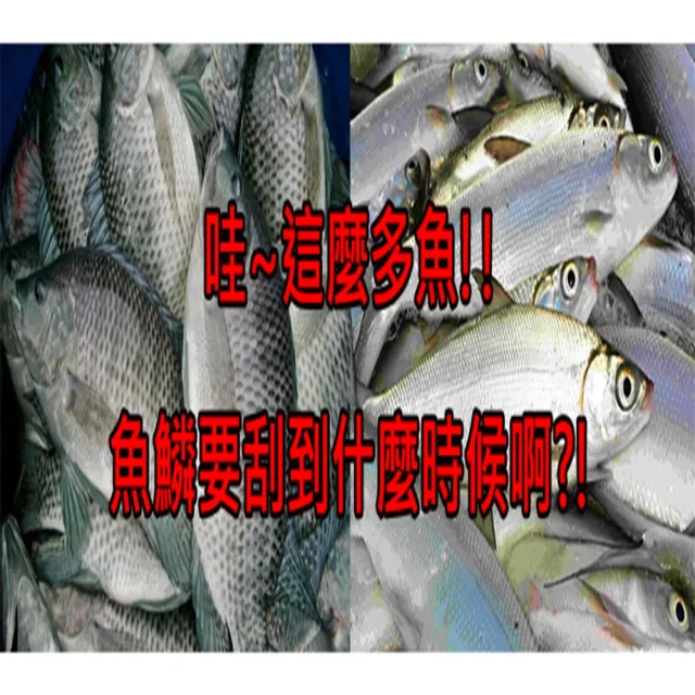 伊德萊斯 電動刮魚鱗機ph 16系列共三款 殺魚機魚鱗工具清魚鱗刮魚鱗除魚鱗 Momo購物網