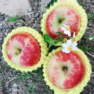【水果達人】紐西蘭蘋果15顆* 2盒(蜜蘋果)