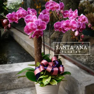 【Santa Ana】玫瑰紅蘭花組合(蝴蝶蘭與樹皮與植栽的組合)
