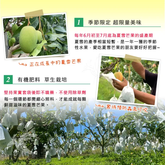 禾鴻 盛夏之金黃珍果台東夏雪芒果5斤5 8顆 共2箱 Momo購物網