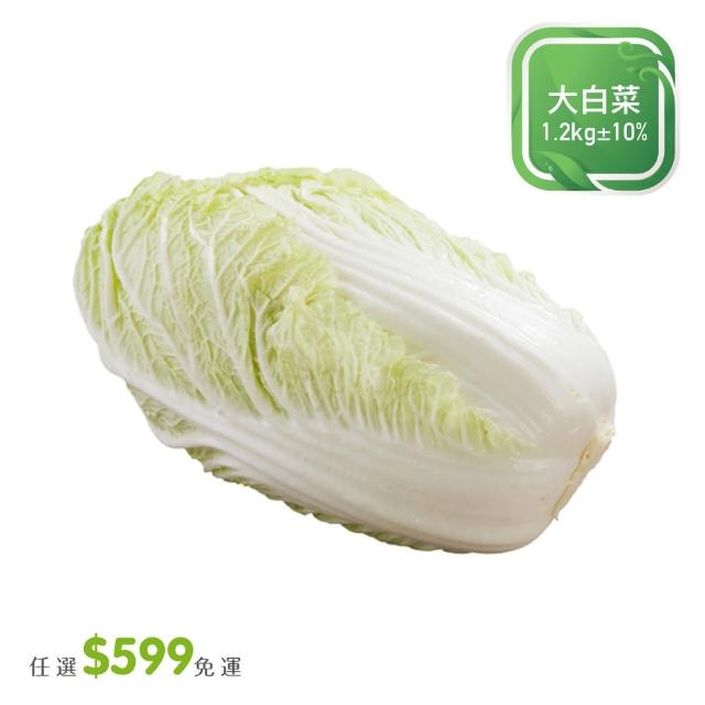 【菜霸子】任選-滿599元出貨(省產大白菜1.2kg / 入廠商直送)