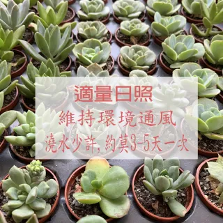 【園藝世界】活體植物-小型活栽3盆組(多肉植物)