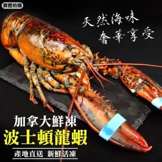 【三頓飯】活凍特大波士頓龍蝦(1隻/500-600g)