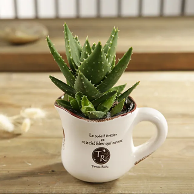 Garden House Zakka 植趣園藝做舊多肉花器陶瓷花盆 奶杯款 辦公桌小盆栽療癒小物 Momo購物網