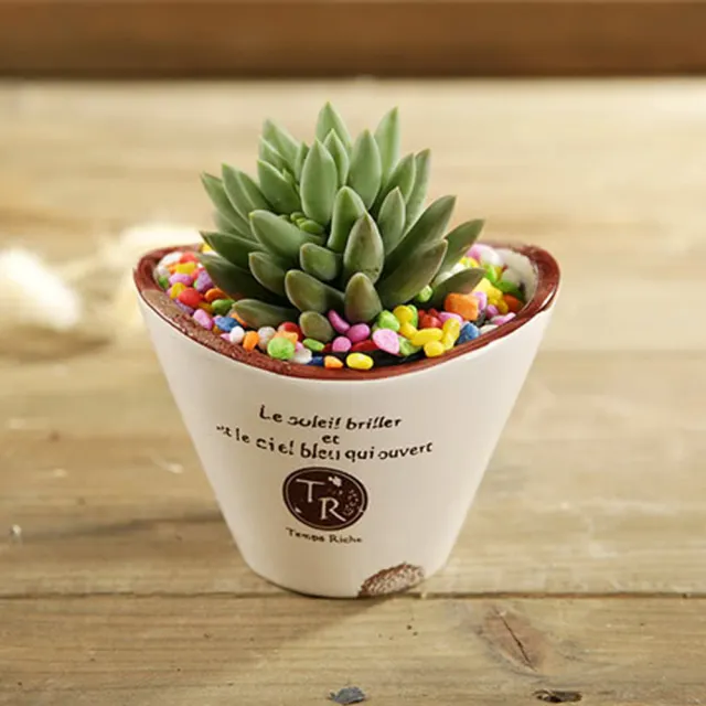 Garden House Zakka 植趣園藝做舊多肉花器陶瓷花盆 弧線款 辦公桌小盆栽療癒小物 Momo購物網