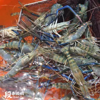 【段泰國蝦】屏東鮮凍泰國蝦Ａ級2包入(600g±10%/包)