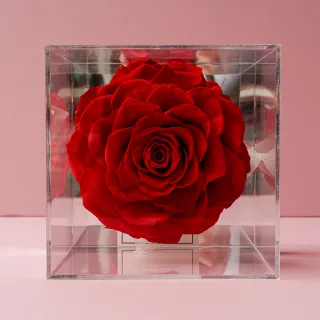 【花意空間】水晶盒玫瑰恆星花 -紅色(永生花 生日 情人 花禮)