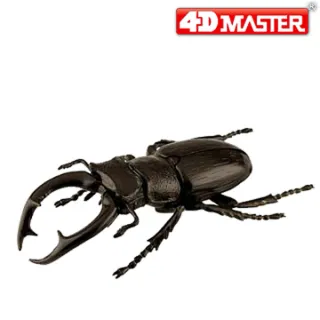 【4D  MASTER】黑武士鍬形蟲BLACK STAG BEETLE