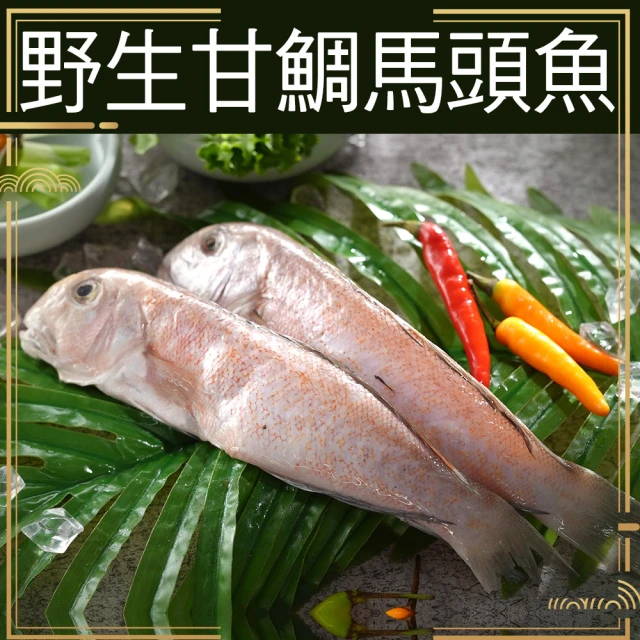 野生馬頭魚