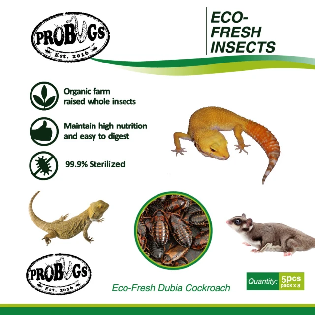 昆寶寵物原形食糧 金蟬生鮮包(蜜袋鼯/爬蟲/倉鼠最愛)好評推