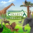 【collectA】野生動物-小野豬-走路(R883656)