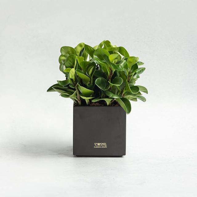【花意空間】圓葉椒草植物盆栽(植栽 淨化空氣 開幕送禮)