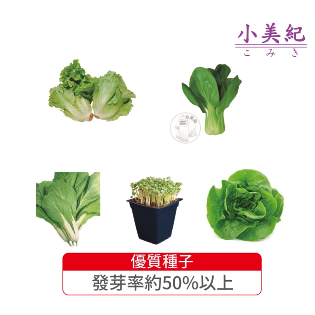 小美紀 高優質 種子(翠妹萵苣 翠強青江菜 冬圓小白菜 奶油窩苣 菜苗 土壤種植 蔬菜 盆栽 種子 介質)