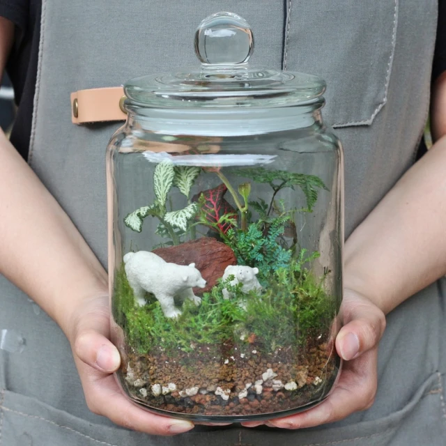 【植物生態瓶】特大玻璃DIY材料包+教學影片