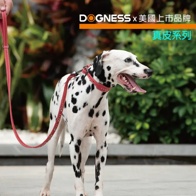 【美好寵商】DOGNESS多尼斯 真皮系列箭頭項圈_S號(狗項圈 狗狗項圈 真皮項圈)