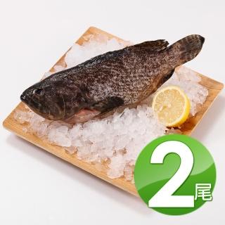 【華得水產】特大龍虎斑石斑魚2尾(500-600g/尾)