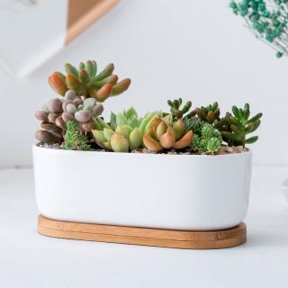 【園藝蒔光】簡約白瓷橢圓花器加竹託 2入組(不含植物 土壤介質 花器 花架 花盆 園藝 器皿 陶盆 多肉)