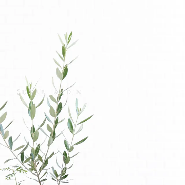 【微糖花植間】歐洲銀葉油橄欖(經典白盆植物組)
