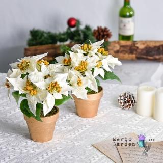 【Meric Garden】高模擬臺灣手工限定雪白聖誕紅小盆栽(聖誕節 聖誕佈置 聖誕紅 節慶擺飾)