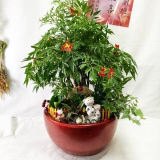 【The Flower嬪嬪花藝坊】桌上型旺旺樹盆栽組合(雙北專車專人配送/綠物植栽/買花送花)