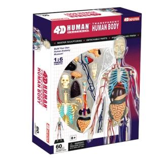 【4D MASTER】全透視人體-全身 626204(立體拼組模型)