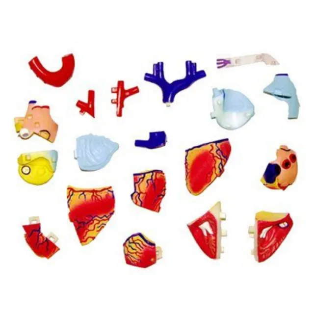 【4D MASTER】心臟 26052(立體拼組模型人體解剖教學系列-)