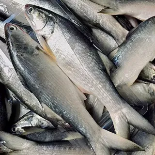 【一手鮮貨】台灣午仔魚(3尾組/單尾殺清前400g/三去處理/真空包裝)