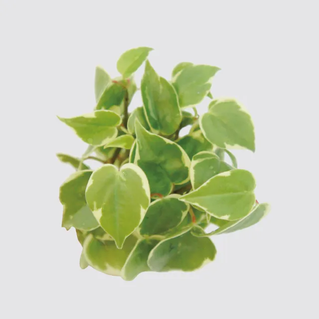 【森多】斑葉垂椒草－窯瓷系列｜垂吊 垂墜植物 空氣淨化 室內植物