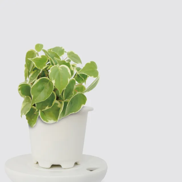 【森多】斑葉垂椒草－窯瓷系列｜垂吊 垂墜植物 空氣淨化 室內植物