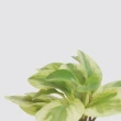 【森多】乳斑椒草－窯瓷系列｜空氣淨化 招財 室內植物 水耕盆栽
