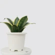 【森多】金剛虎尾蘭－窯瓷系列｜空氣淨化 室內植物 水耕盆栽