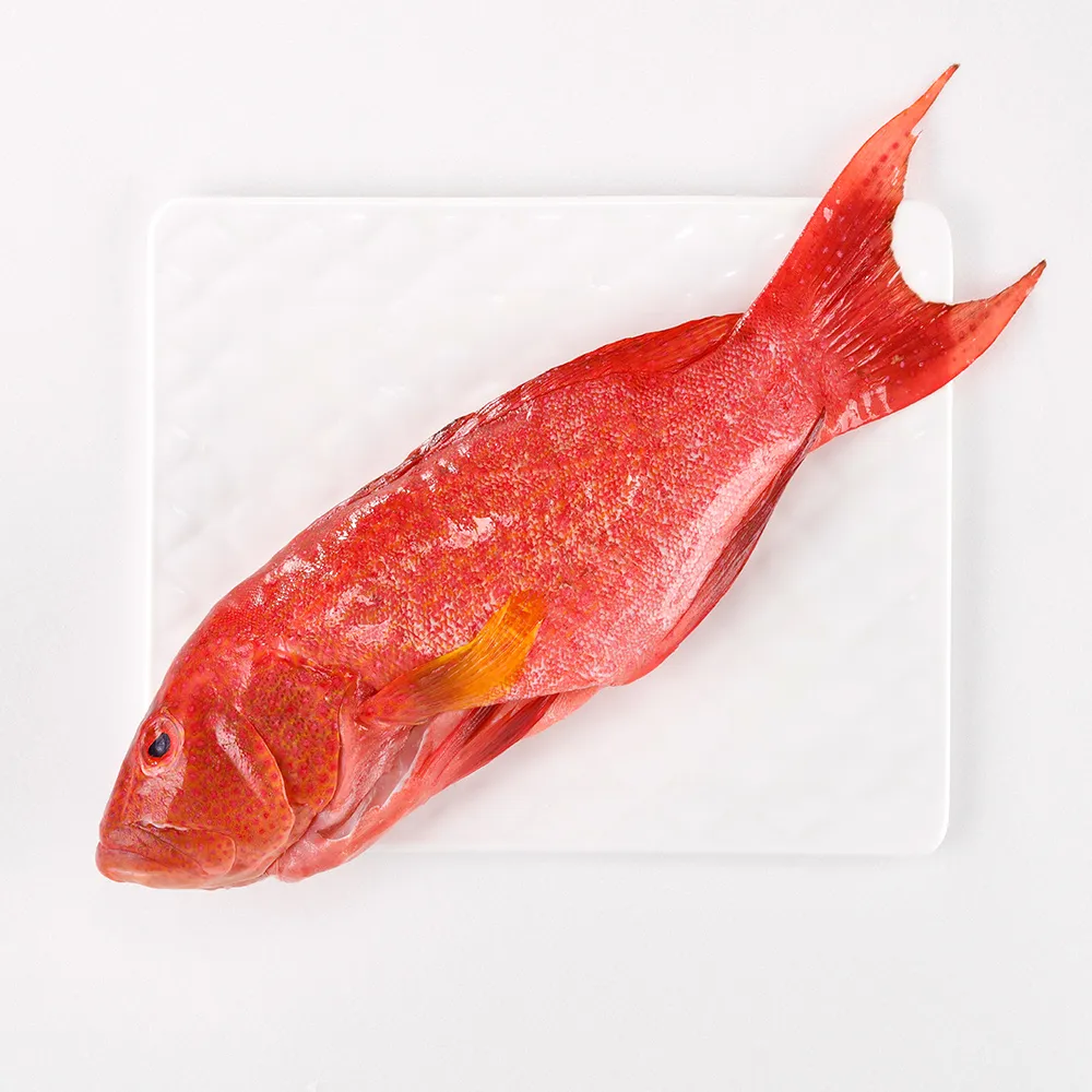 【華得水產】空運燕尾紅條魚1條組(500-600g/條)