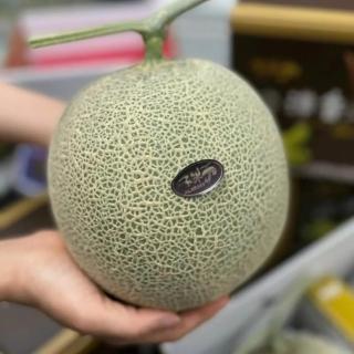 【RealShop】日本頂級品種 阿露斯哈密瓜1.6kg±10%x1盒(單顆裝禮盒 真食材本舖)(中秋禮盒)