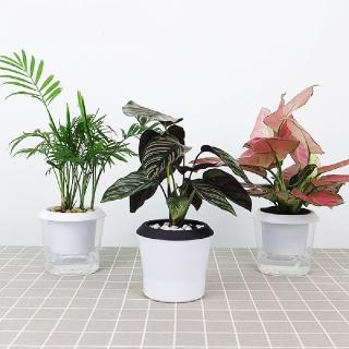 【Caiyi 凱溢】懶人花盆自動吸水盆 3入(自動吸水盆 花盆 盆栽)