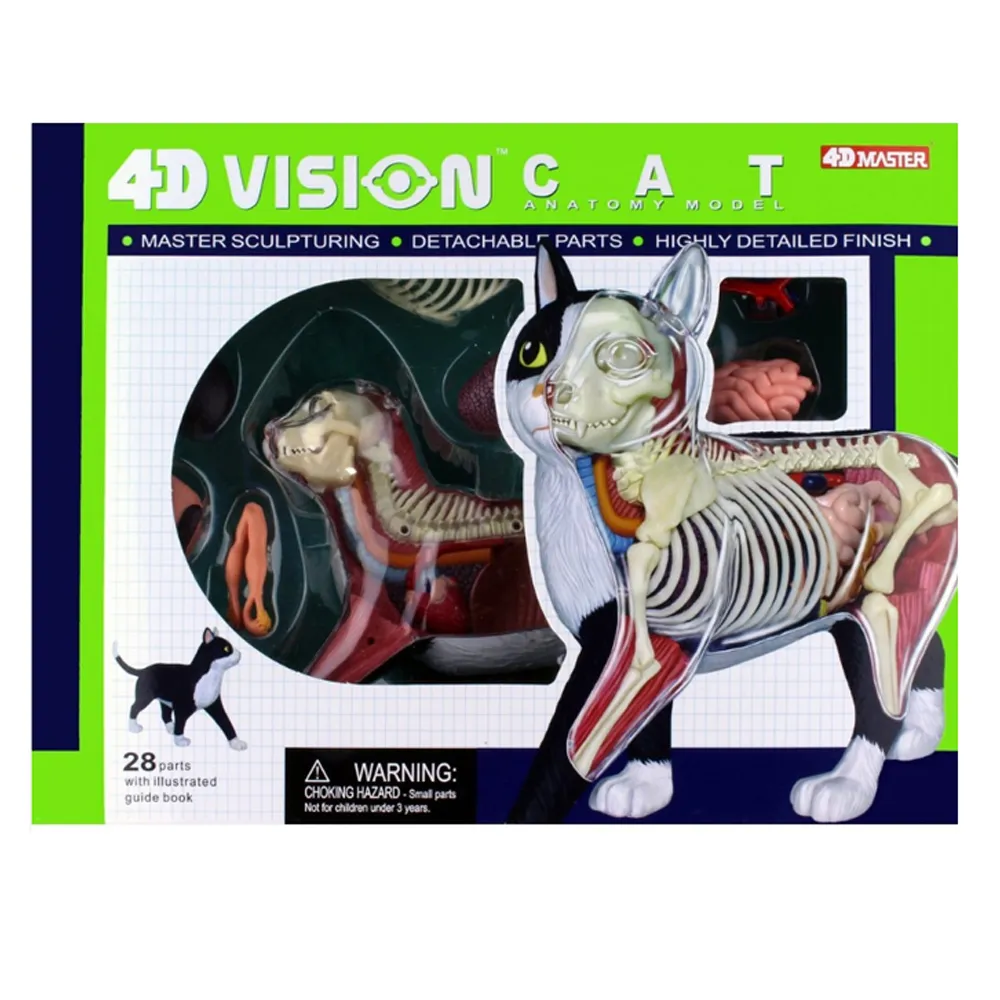 4D MASTER 猫の解剖模型 約25cm 4D MASTER 猫の解剖模型 約25cm