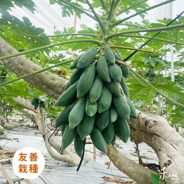 【禾ME】外銷級台農二號木瓜10斤X2箱(大顆裝)