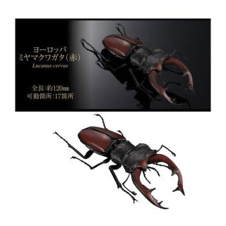 【BANDAI 萬代】轉蛋 扭蛋 生物大圖鑑 鍬形蟲05 歐洲鍬甲 紅色(代理)