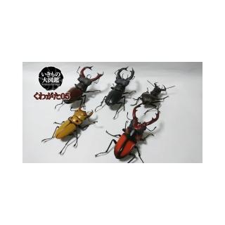 【BANDAI 萬代】轉蛋 扭蛋 生物大圖鑑 鍬形蟲05 五款一組(代理)
