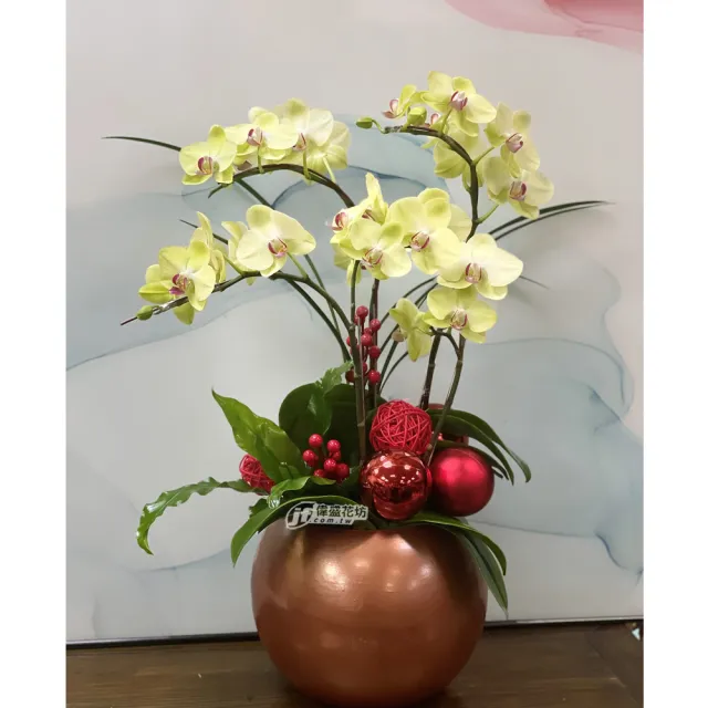 【偉盛花坊】招財討喜蘭花組合(生日．祝賀．送禮．節日)