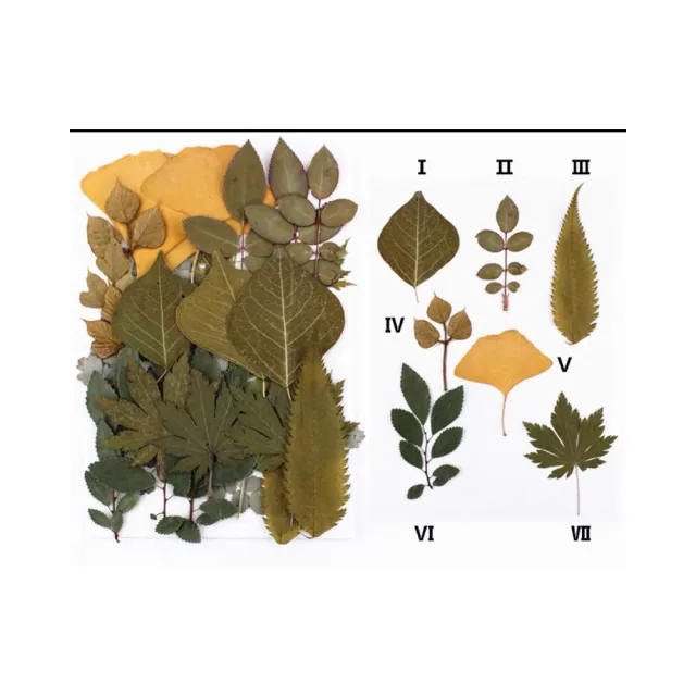 【子玄】葉子教具 葉子種類 葉子素材、樹葉 仿真葉子(葉片素材 拍照道具 認識葉子)