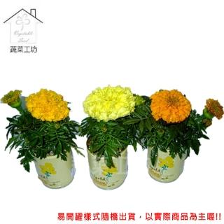 【蔬菜工坊004-E09】iPlant易開罐花卉-萬壽菊(小雛菊)