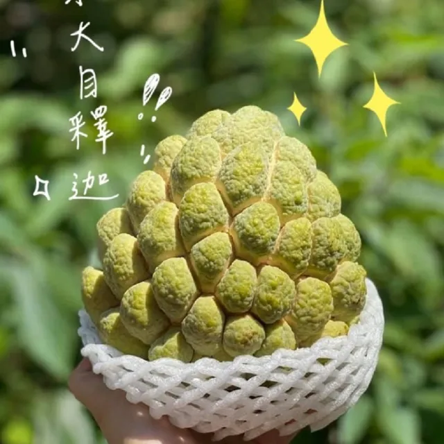 【禾ME】台東大目釋迦5斤x1盒(4-5顆/盒 外銷級)