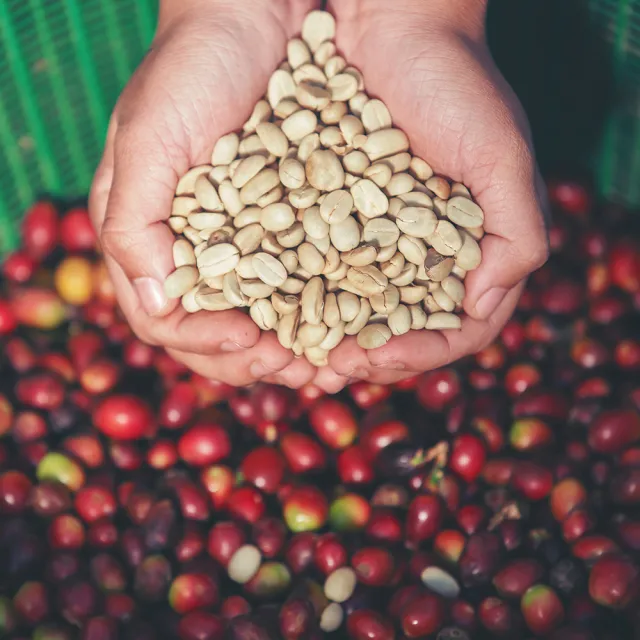 【le brewlife 樂步】哥倫比亞 棕櫚樹＆大嘴鳥莊園 厭氧控制乳酸發酵 中烘焙 精品咖啡豆(200g)