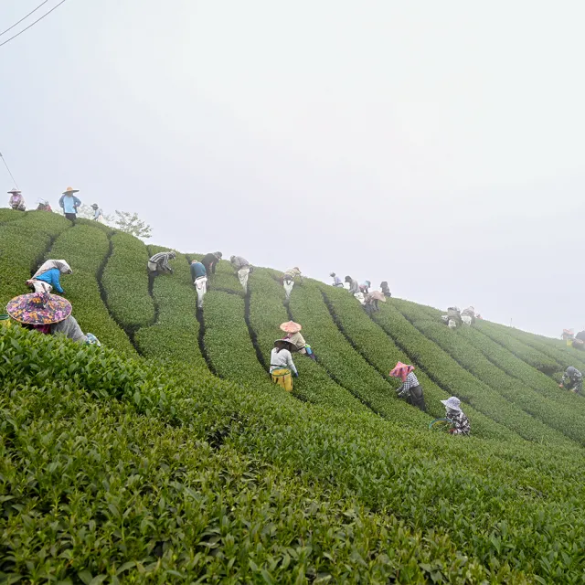 【Funbodhi 方菩提】高山黃金烏龍茶包3gx100包x1袋 高山茶 冷泡茶(原葉 台灣茶 茶包 冬茶 阿里山)