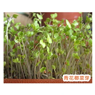 【蔬菜工坊】J03.青花椰菜芽種子(青花椰菜芽、青花椰苗、芽菜種子)