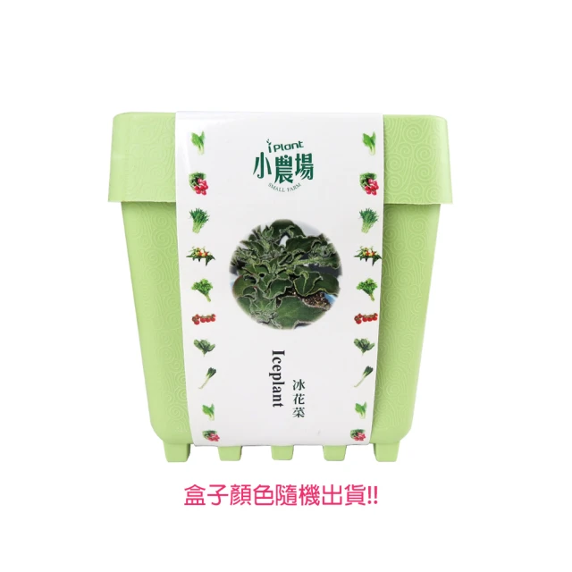 蔬菜工坊 iPlant小農場系列-冰花菜