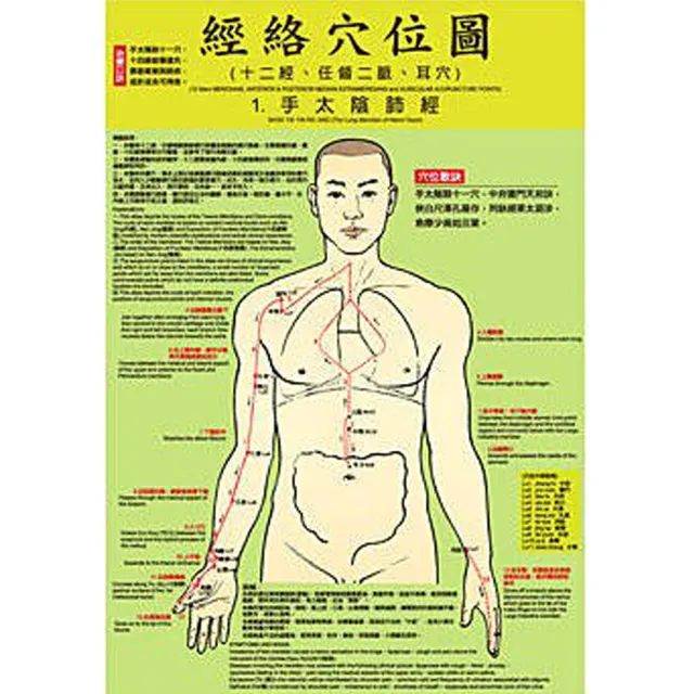 彩色人體中繁簡/英文經絡穴位圖(全彩人體穴位圖 按摩推拿穴道圖解)