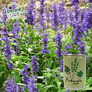 【iPlant】易開罐頭小農場-鼠尾香草(內含種子培養土肥料花盆)