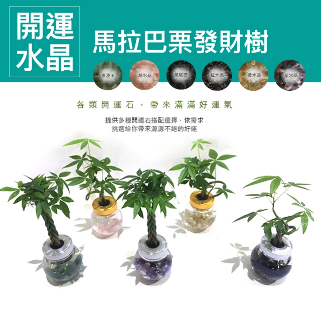 開運水晶馬拉巴栗發財樹-3入(開運水耕樹)